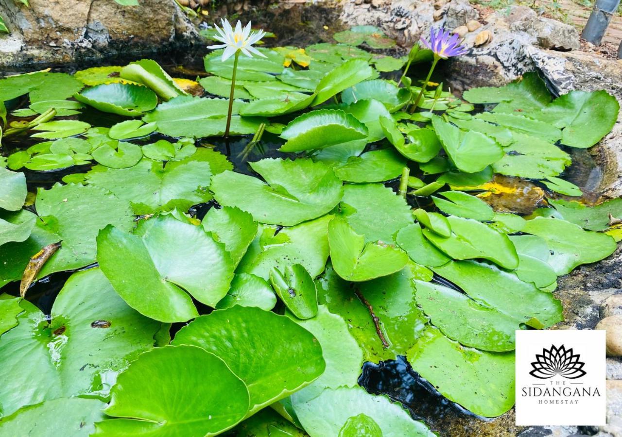 Sidhangana Home Stay Anuradhapura Eksteriør billede